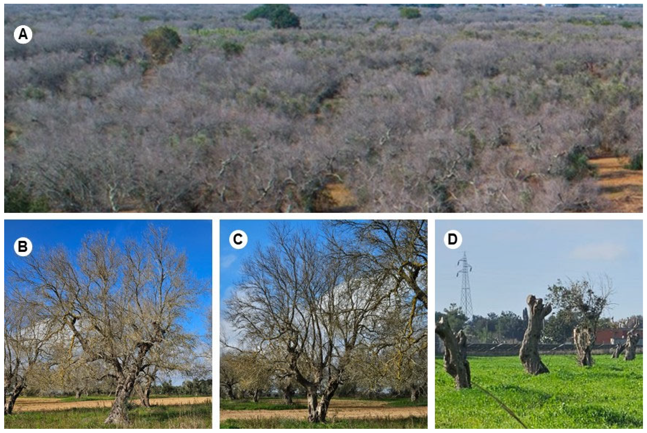 Agronomy 14 02119 g002