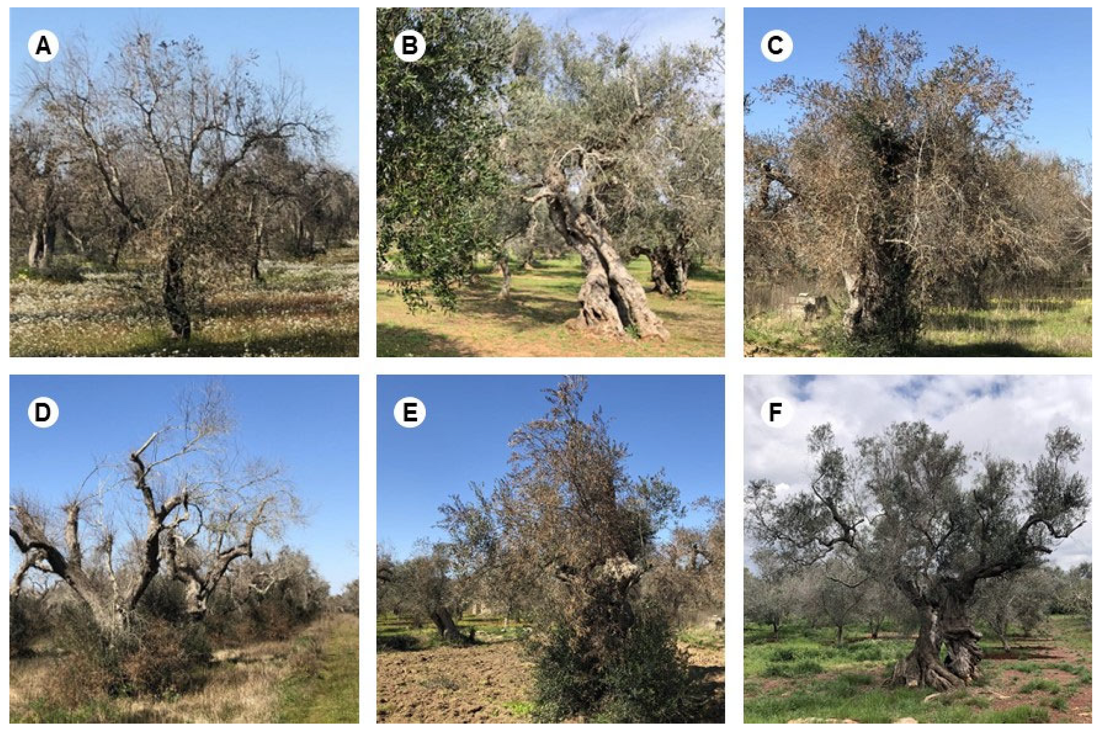 Agronomy 14 02119 g003