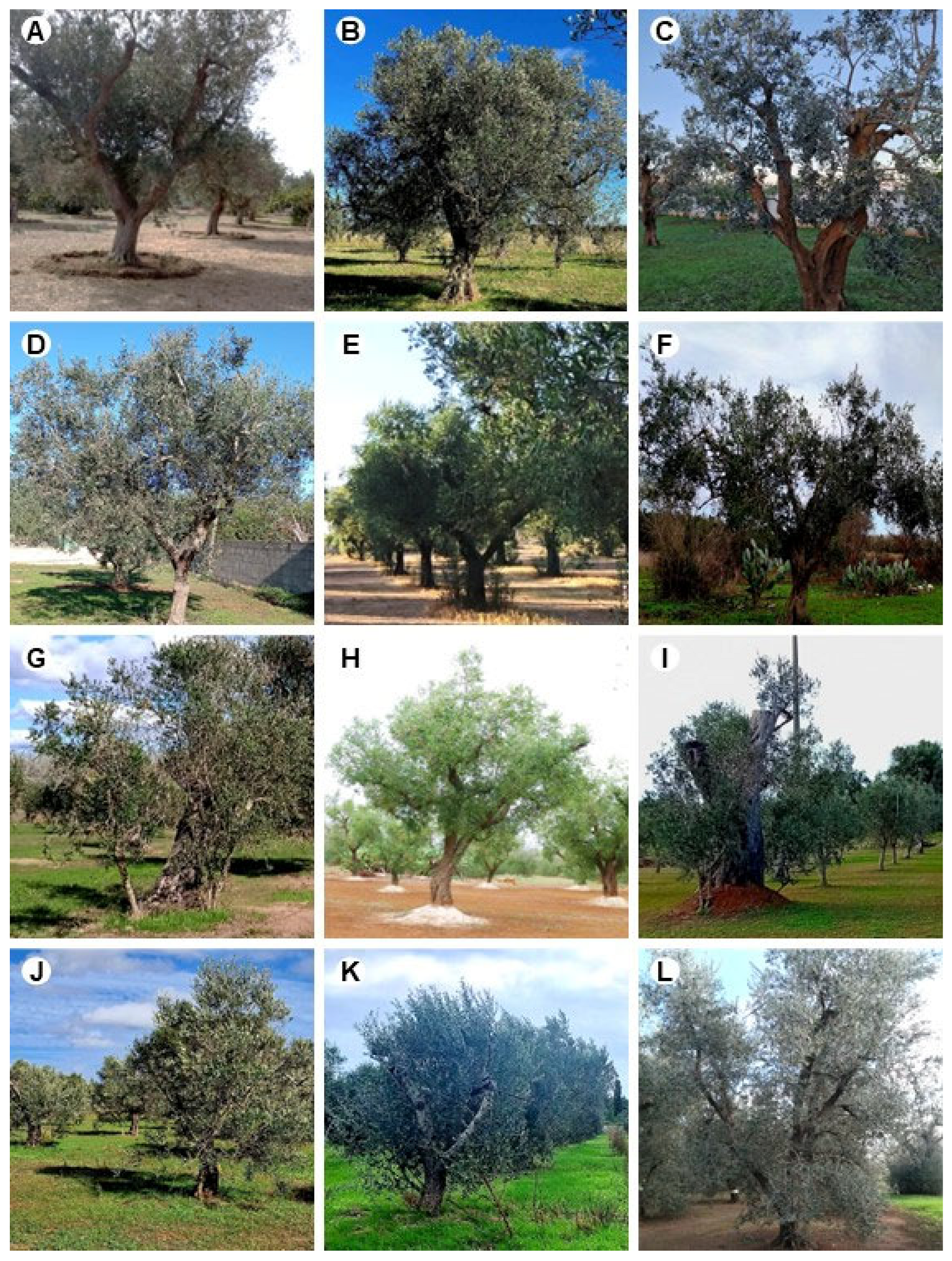 Agronomy 14 02119 g005