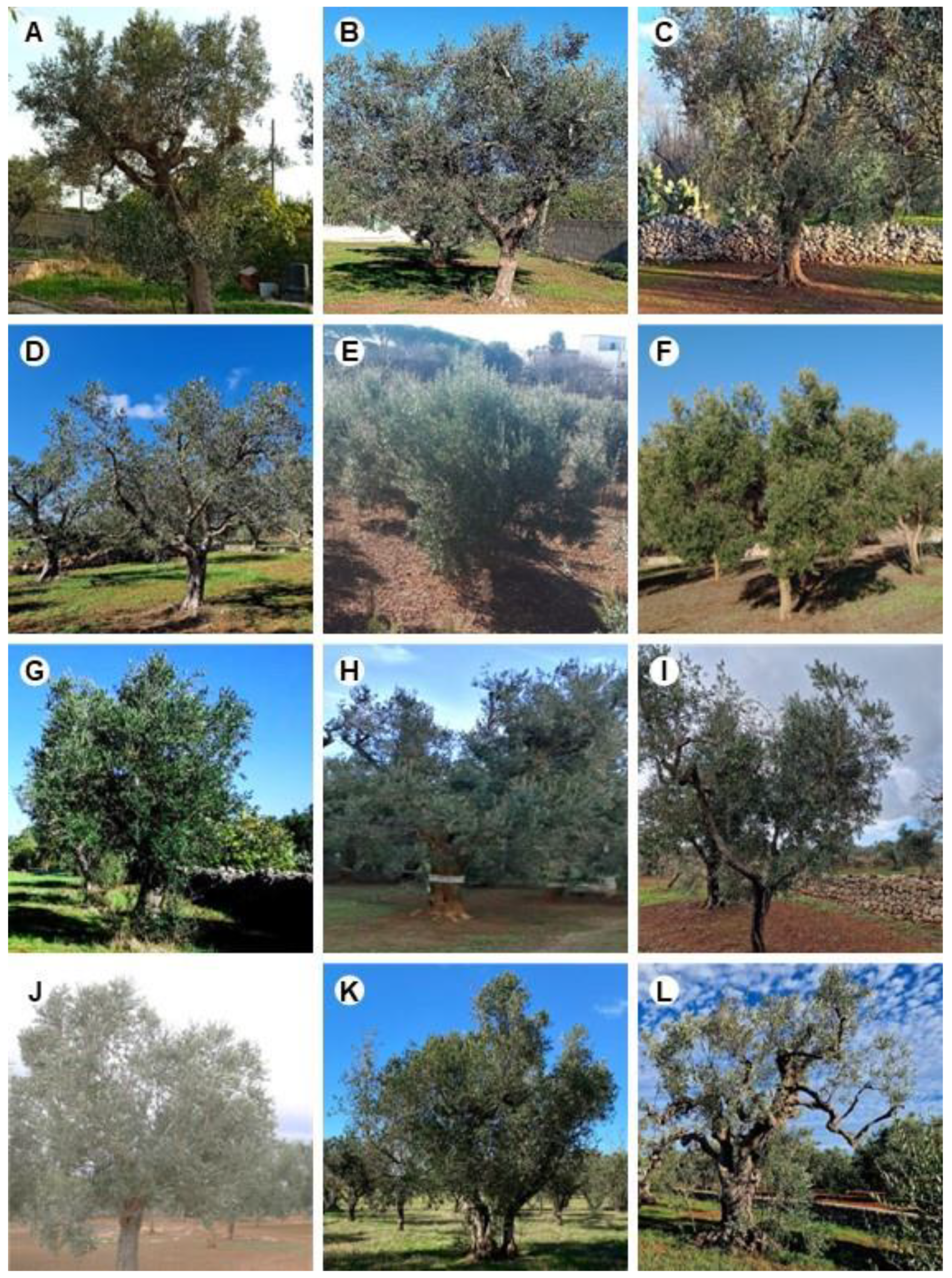 Agronomy 14 02119 g006