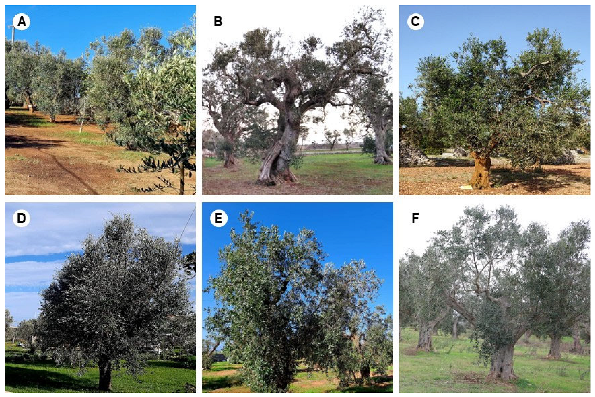 Agronomy 14 02119 g007