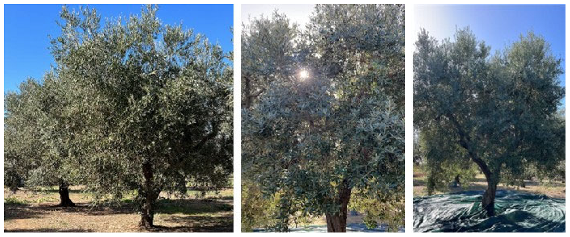 Agronomy 14 02119 g008