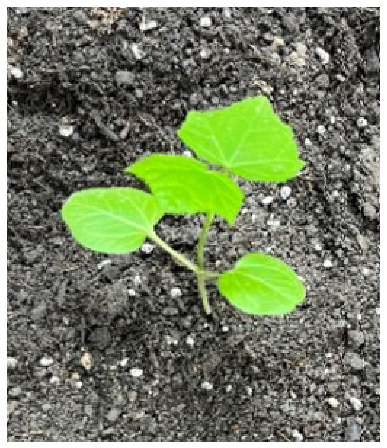 Agronomy 14 02121 g001