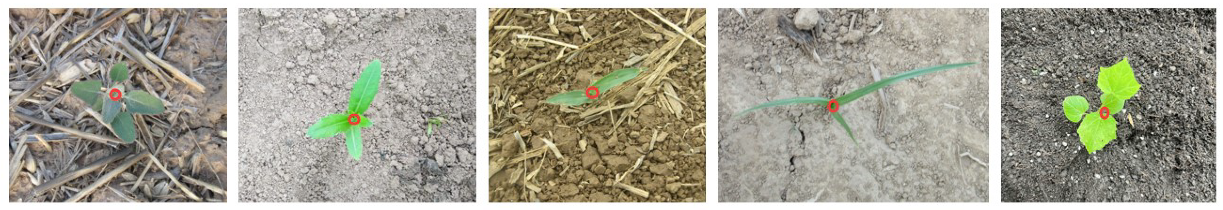 Agronomy 14 02121 g004