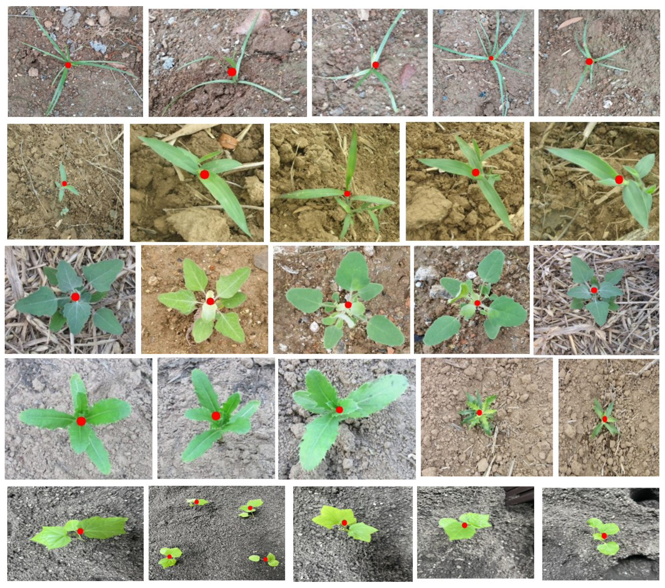 Agronomy 14 02121 g013