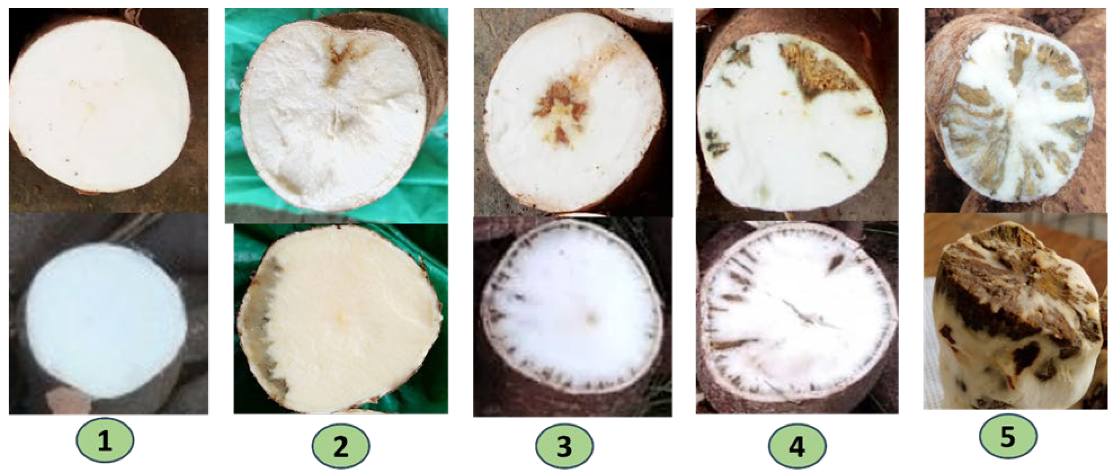 Agronomy 14 02122 g002