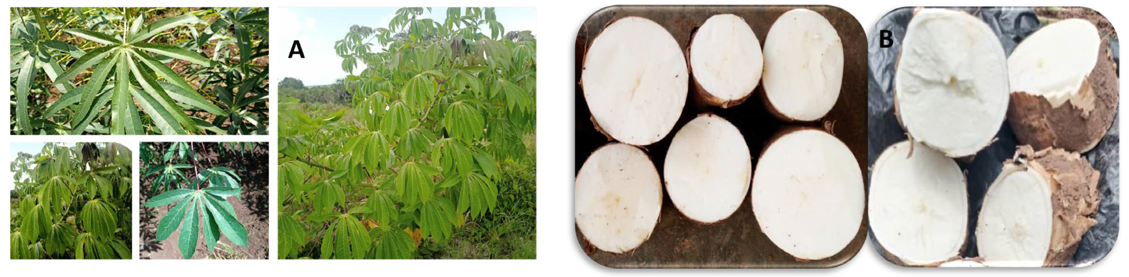 Agronomy 14 02122 g007