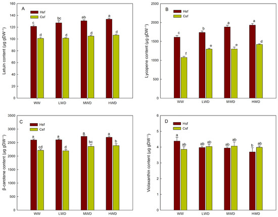 とまと Two Genotypes of Tomato Cultivated in Gobi Agriculture