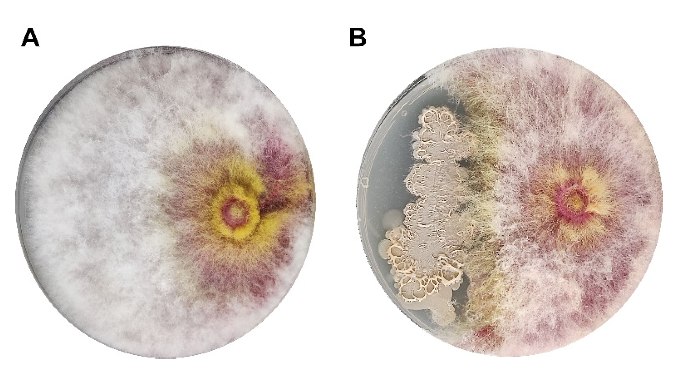 Agronomy 14 02135 g003