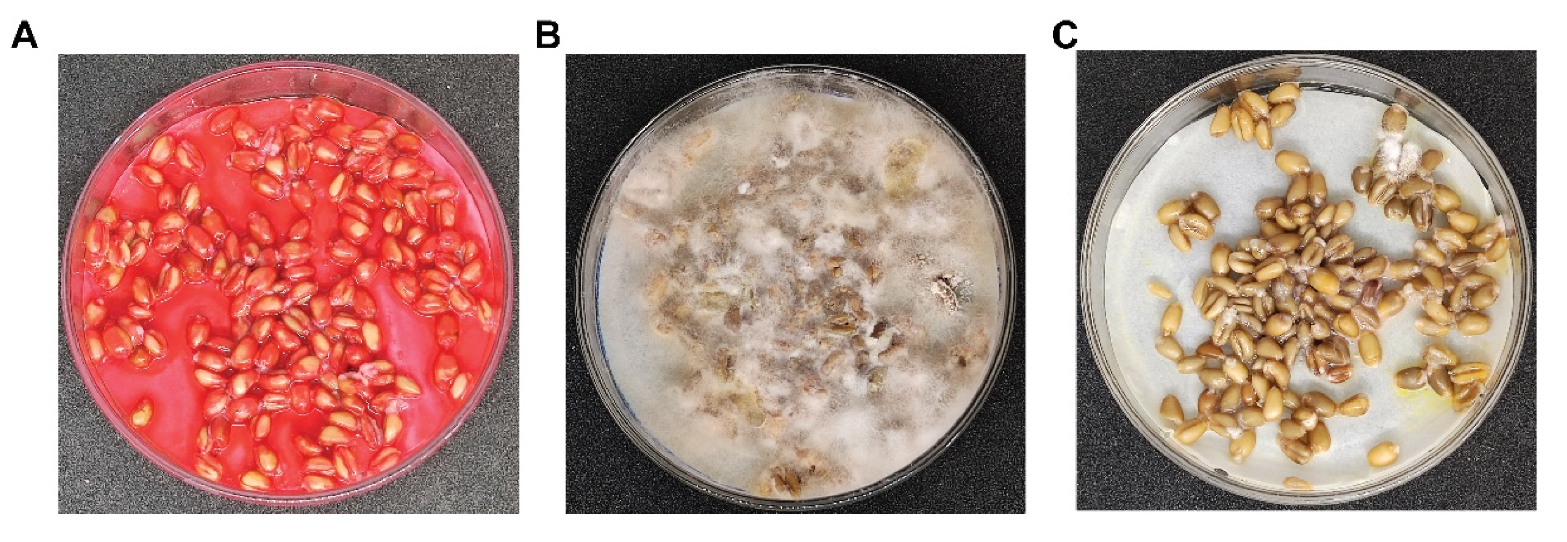 Agronomy 14 02135 g006