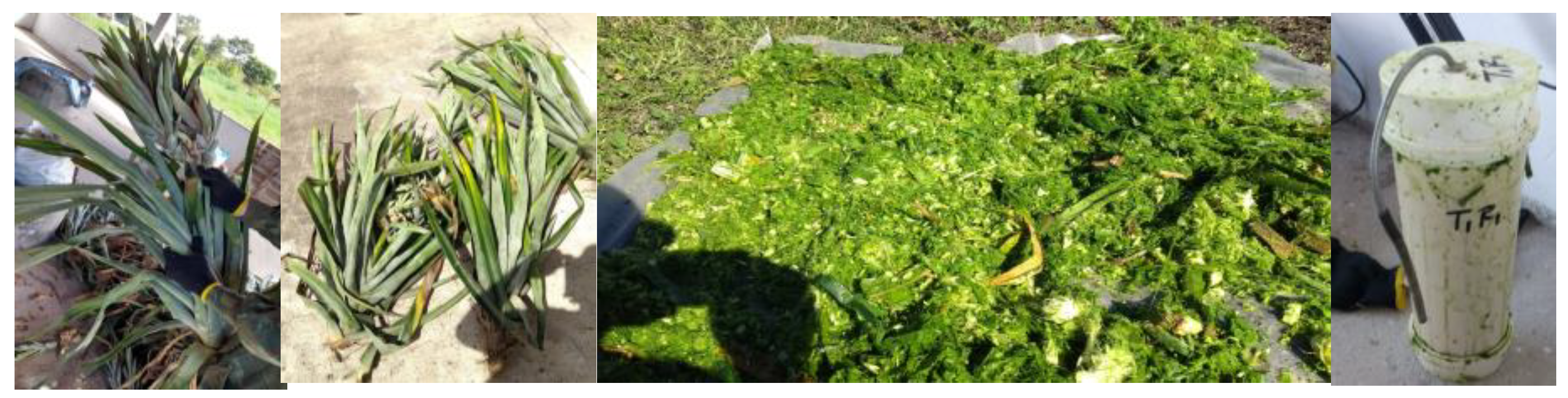 Agronomy 14 02140 g001