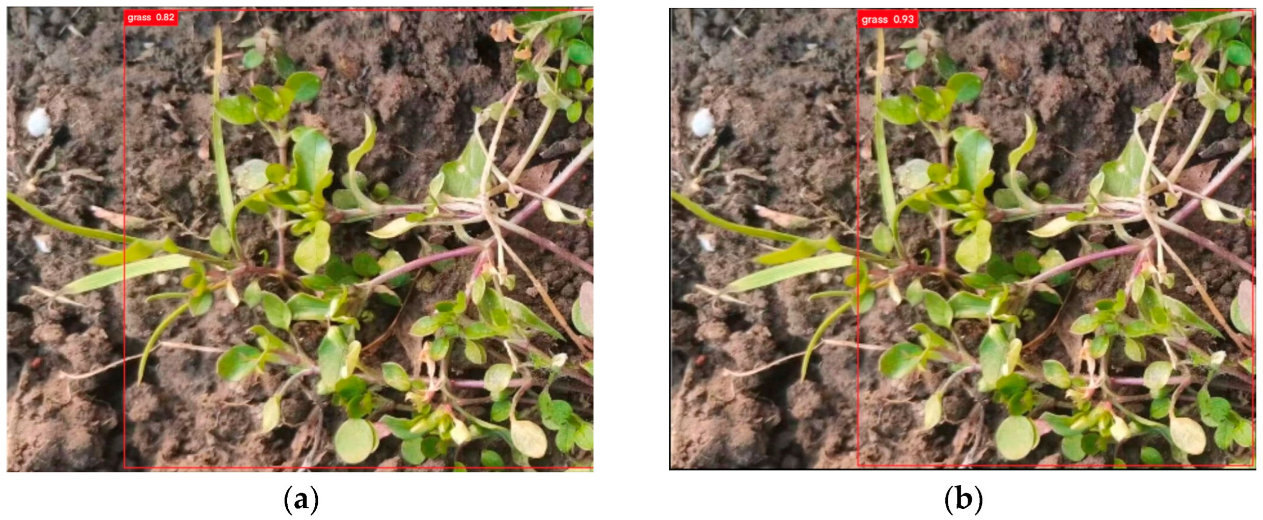 Agronomy 14 02141 g011