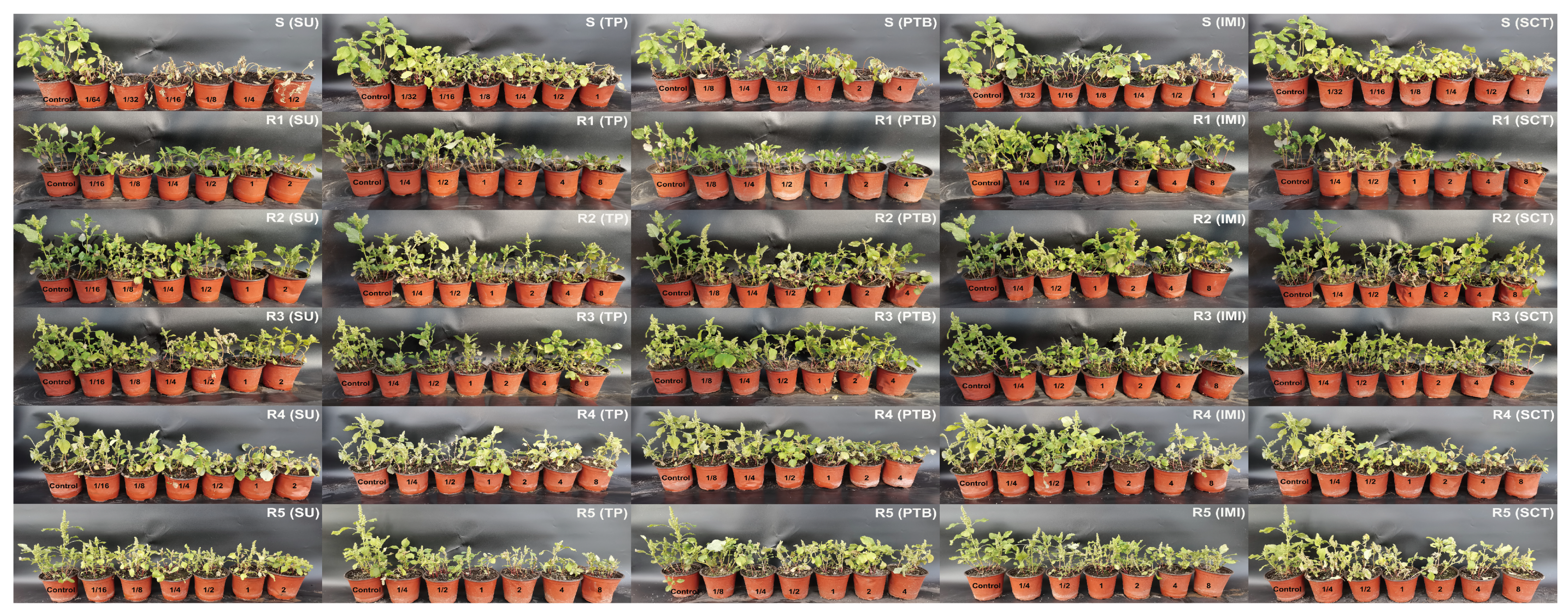 Agronomy 14 02148 g001