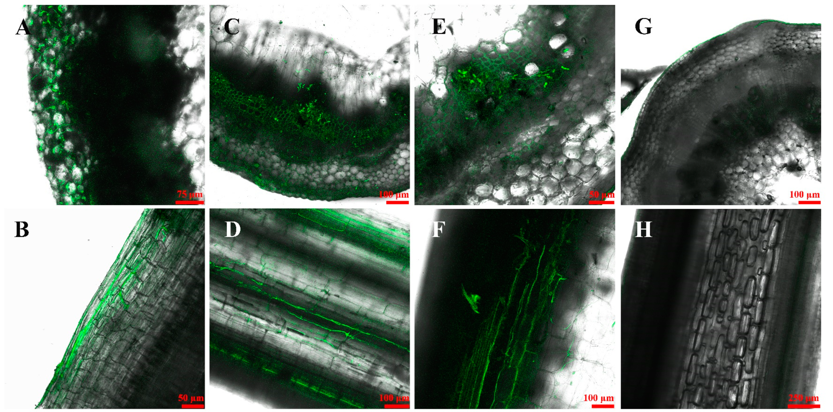 Agronomy 14 02157 g003