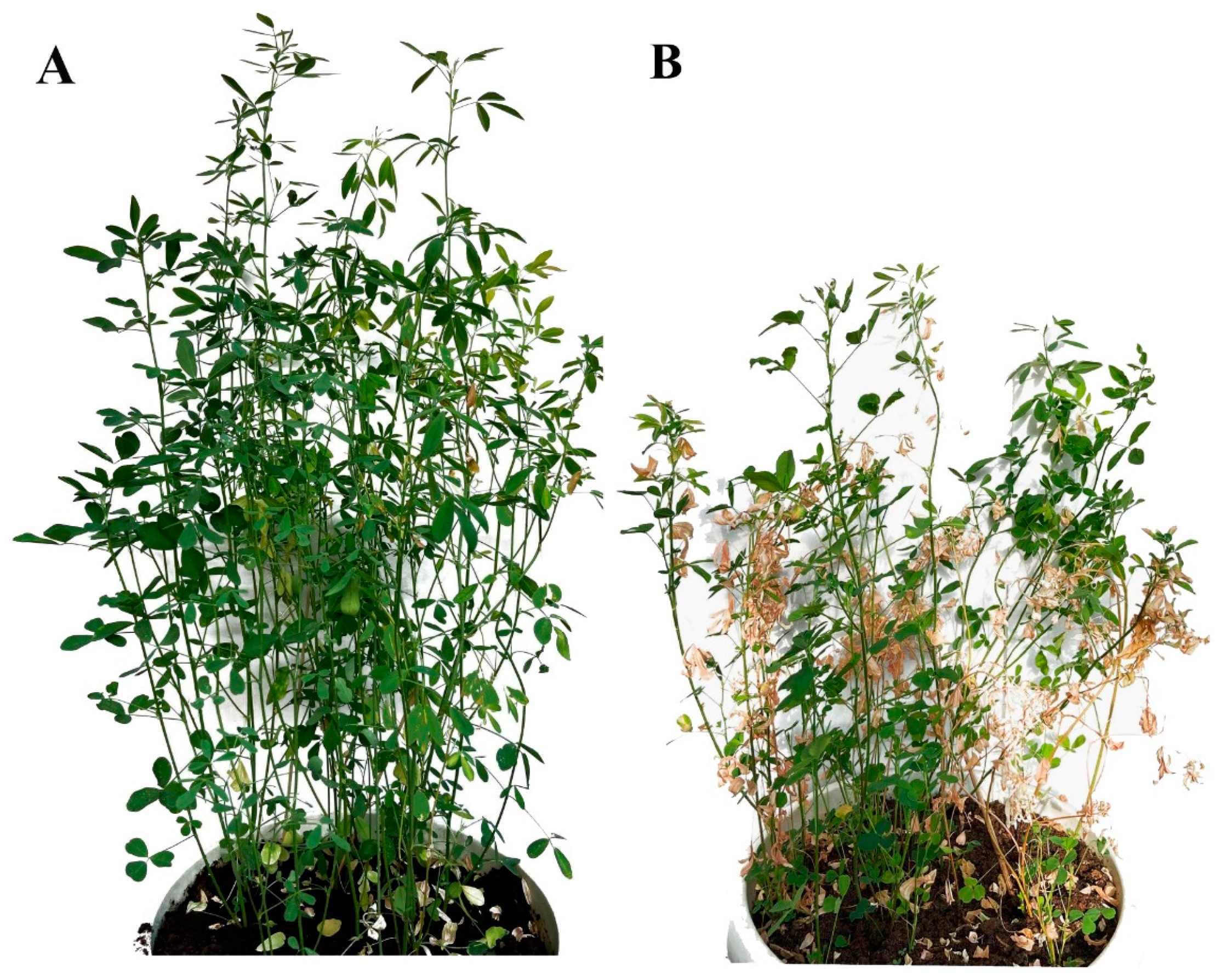 Agronomy 14 02157 g004