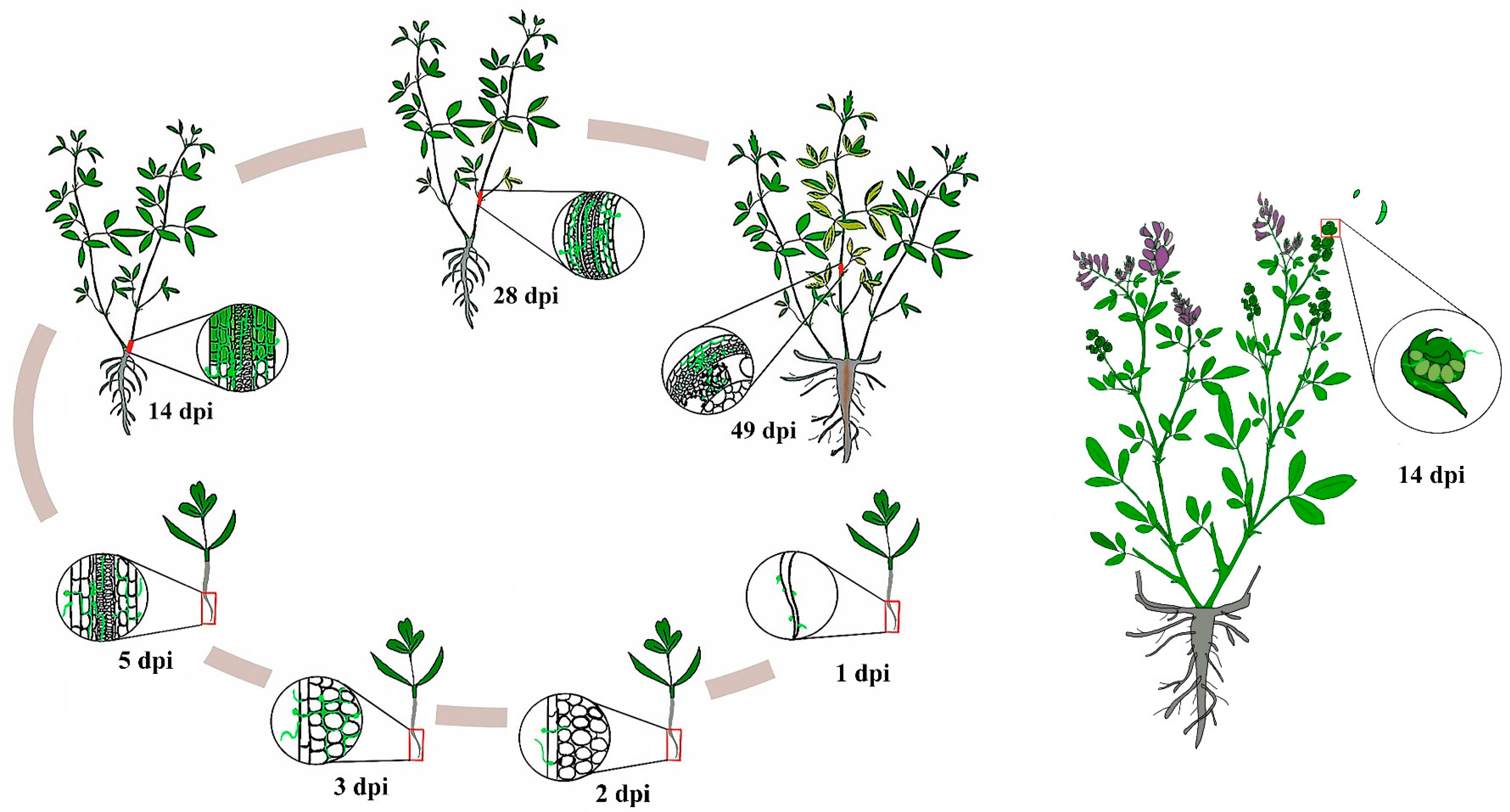 Agronomy 14 02157 g007