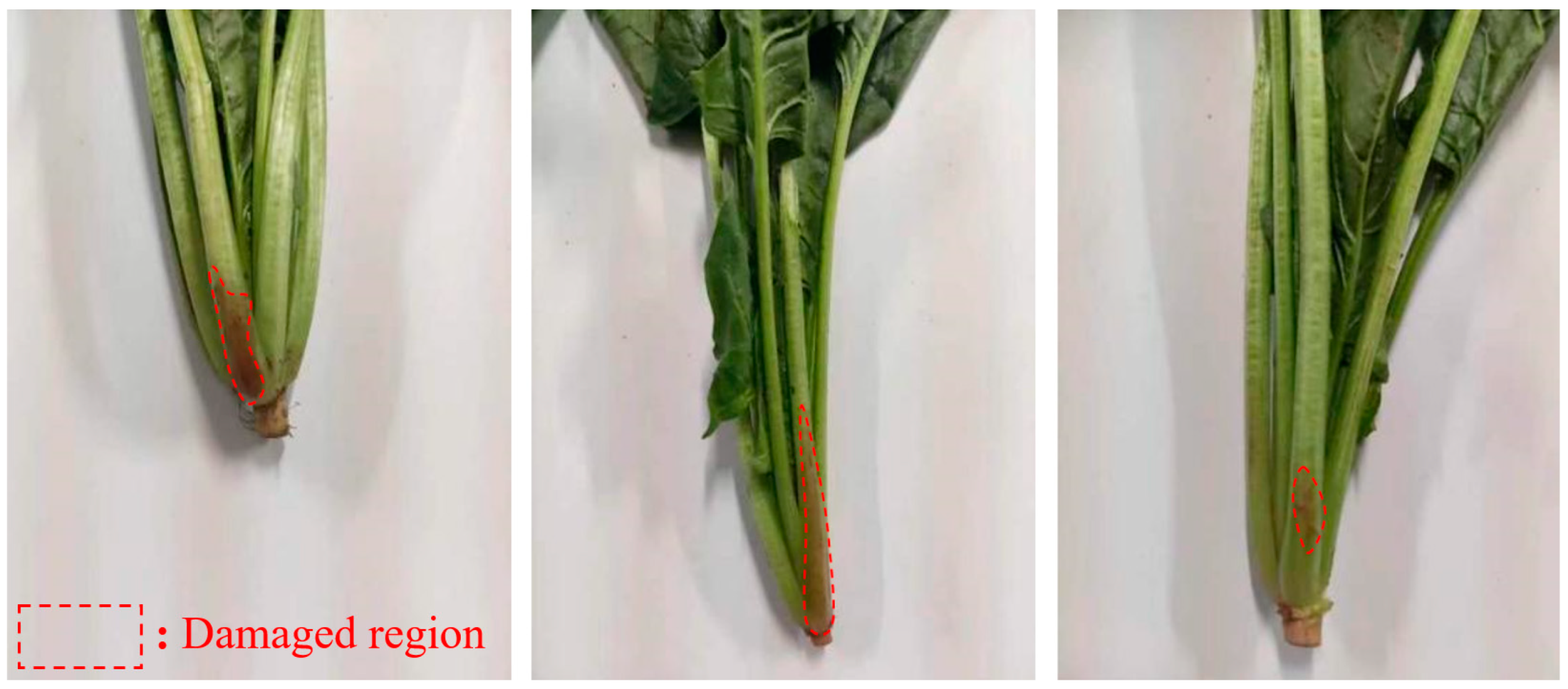 Agronomy 14 02164 g018