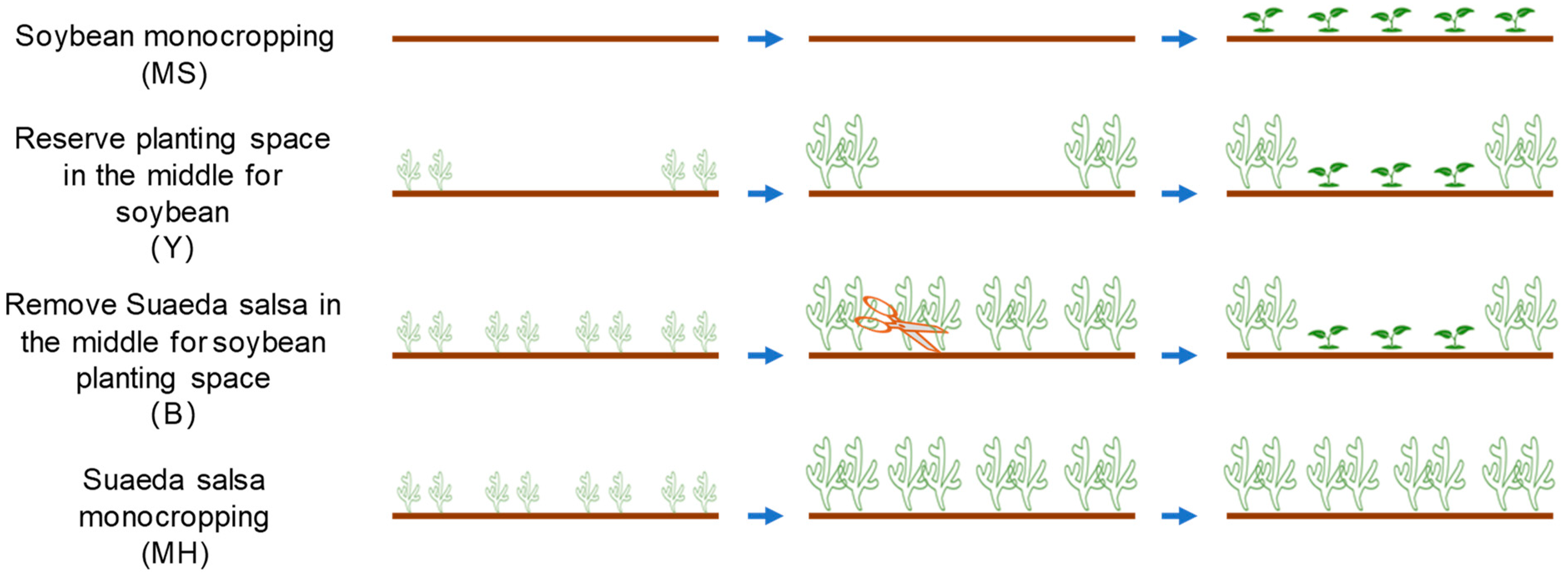 Enhanced Soybean Growth and the Associated Ion Balance