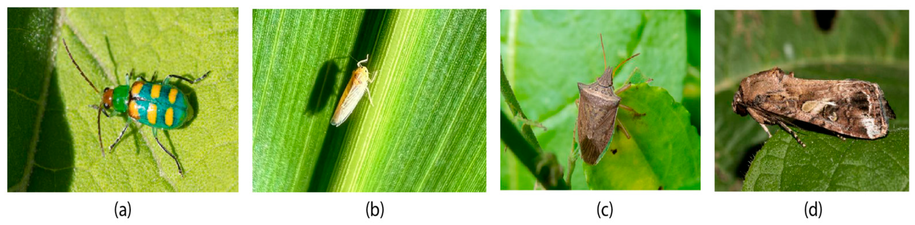 Agronomy 14 02194 g001 Agronomy 14 02194 g001