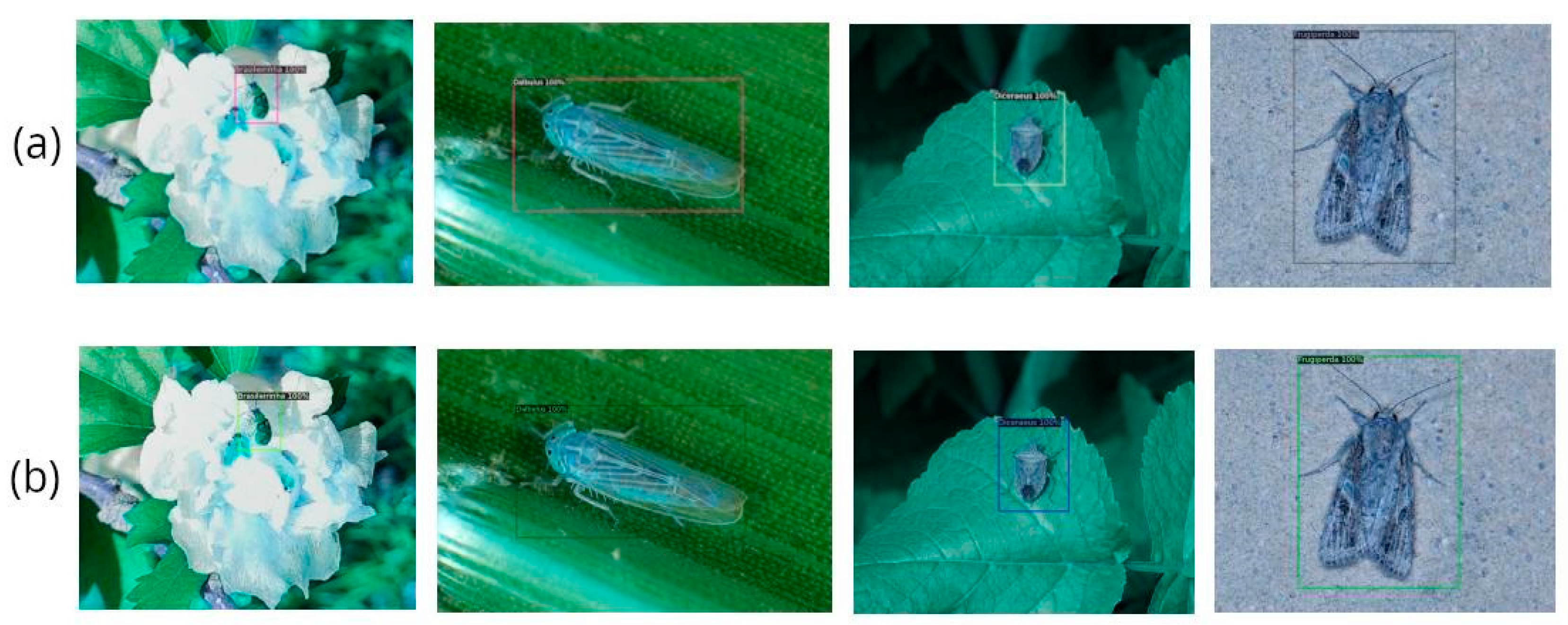 Agronomy 14 02194 g004 Agronomy 14 02194 g004