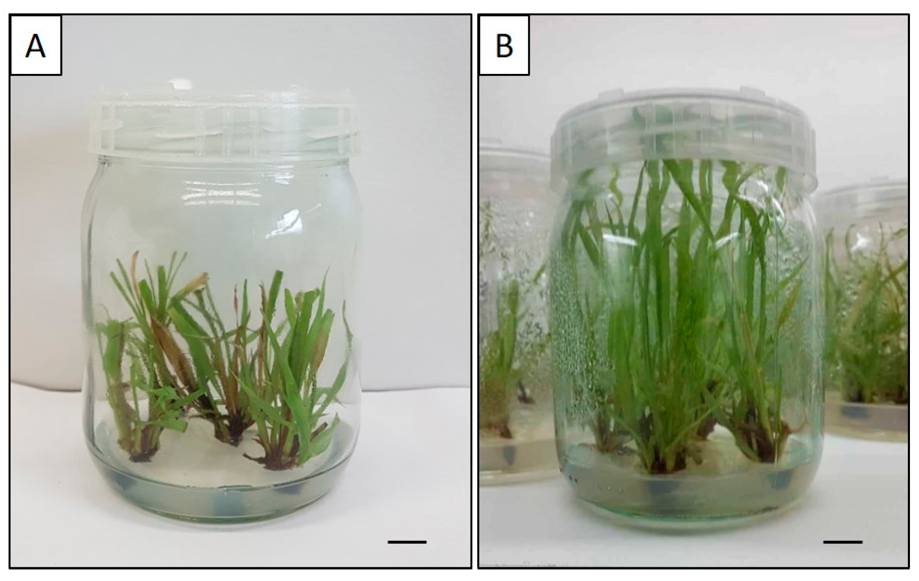 Agronomy 14 02203 g001 Agronomy 14 02203 g001