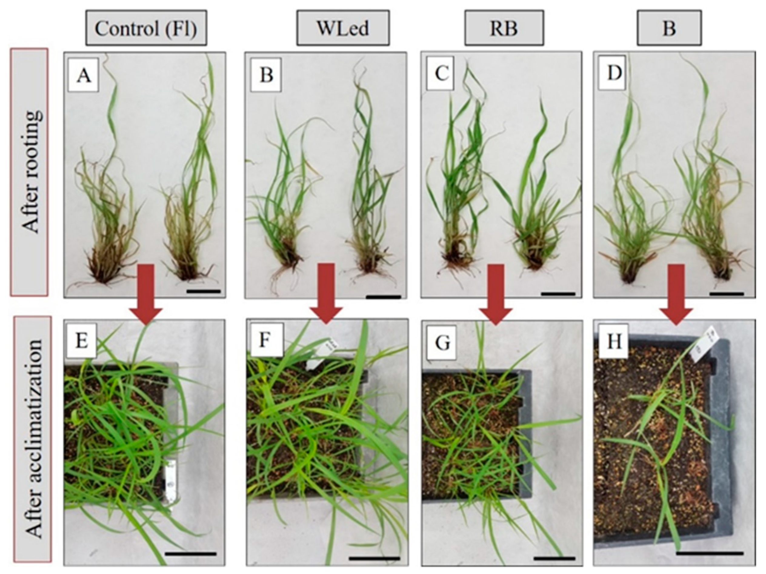 Agronomy 14 02203 g002 Agronomy 14 02203 g002