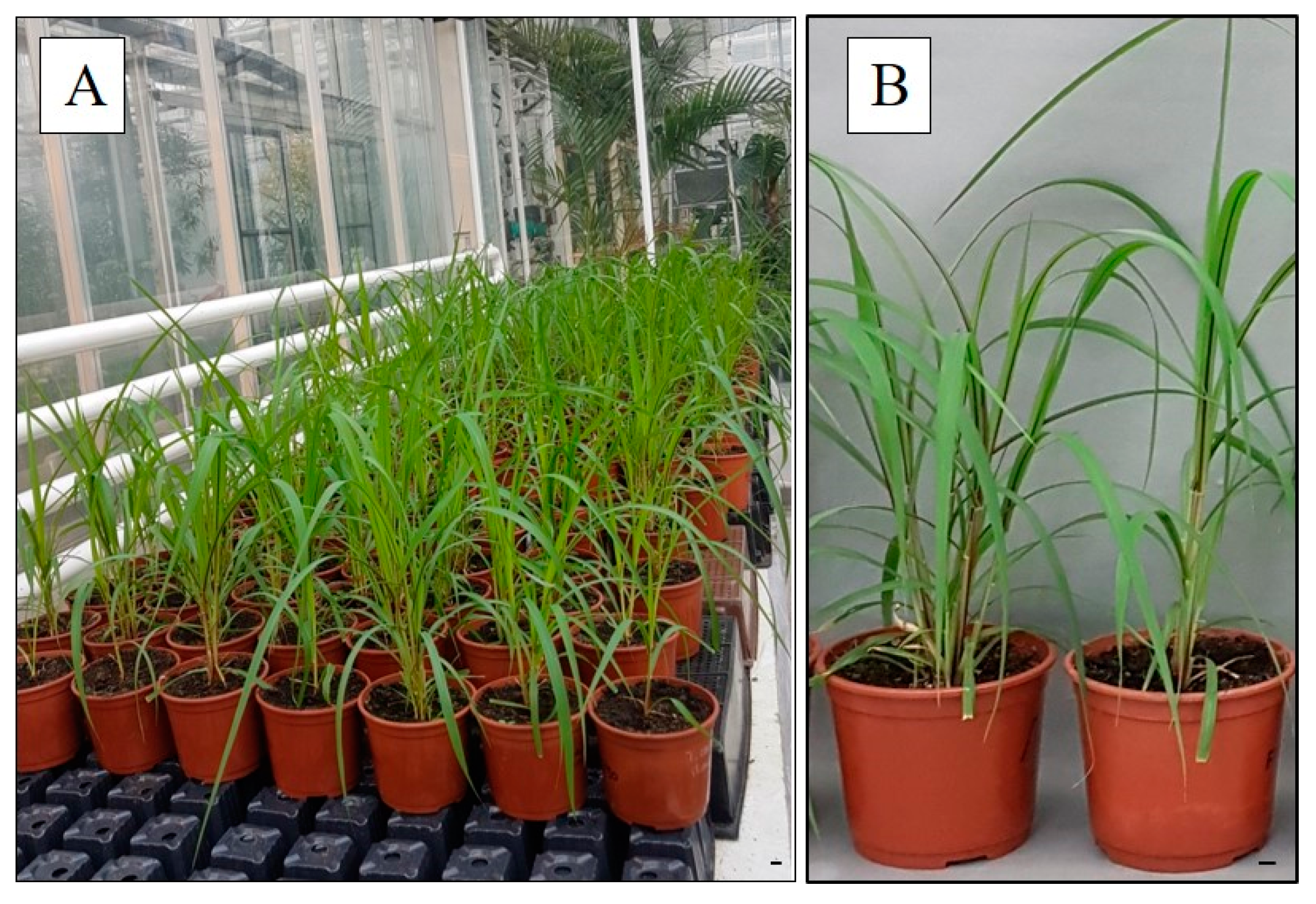 Agronomy 14 02203 g004 Agronomy 14 02203 g004