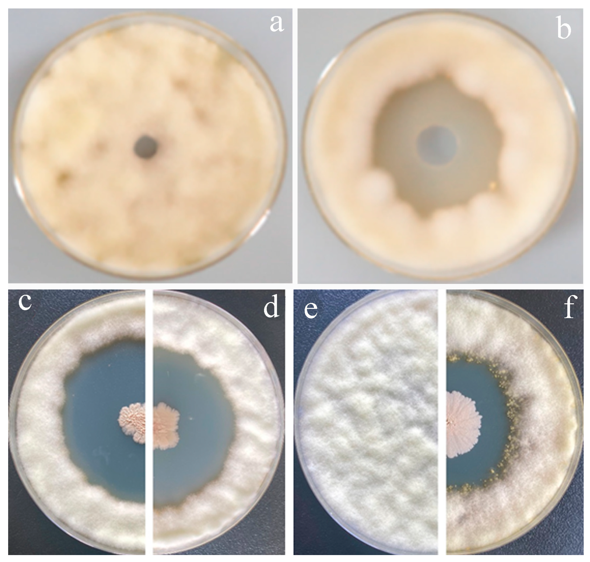 Agronomy 14 02204 g002