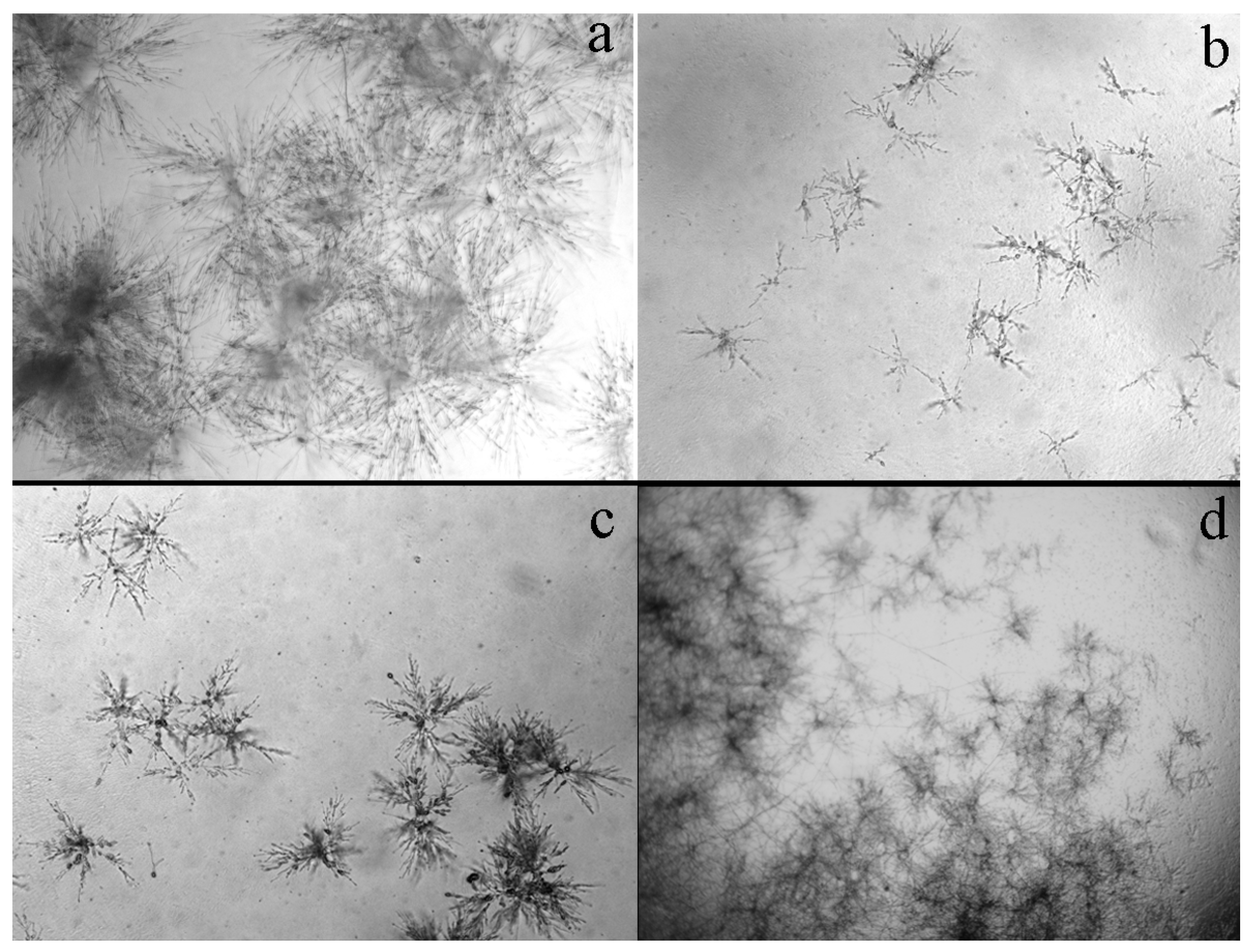 Agronomy 14 02204 g003