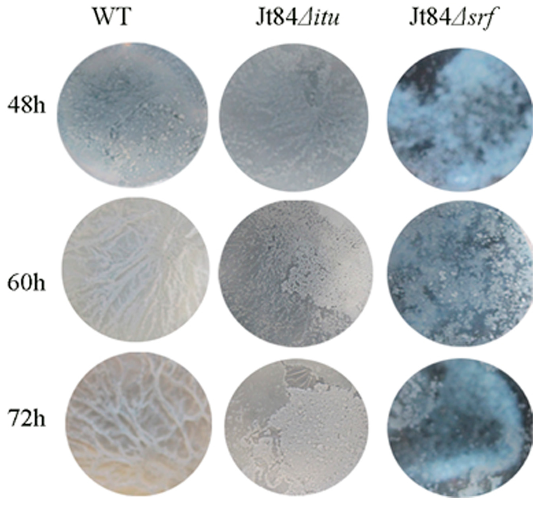 Agronomy 14 02204 g004