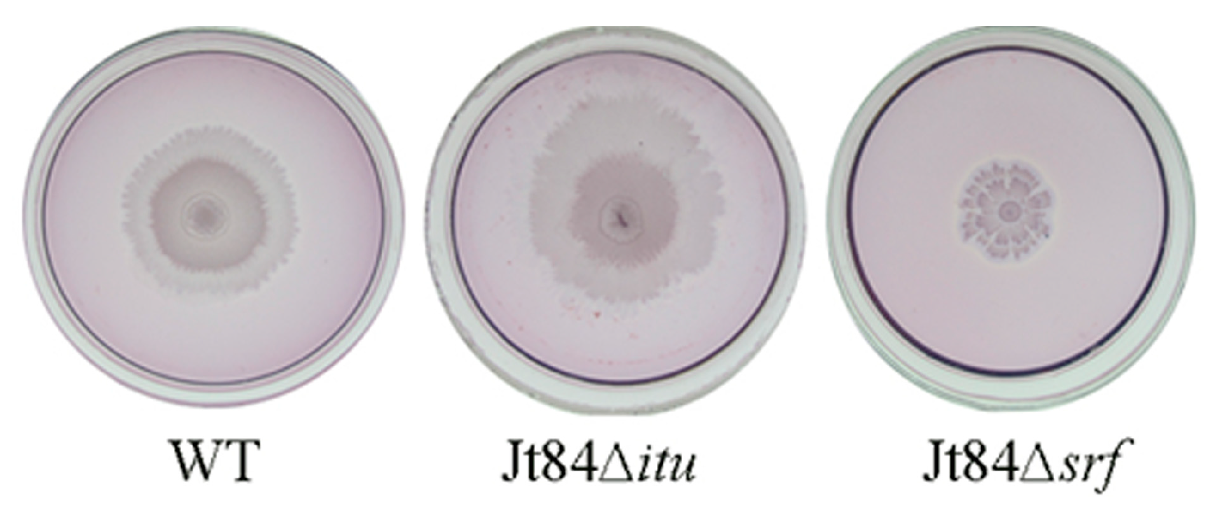 Agronomy 14 02204 g005