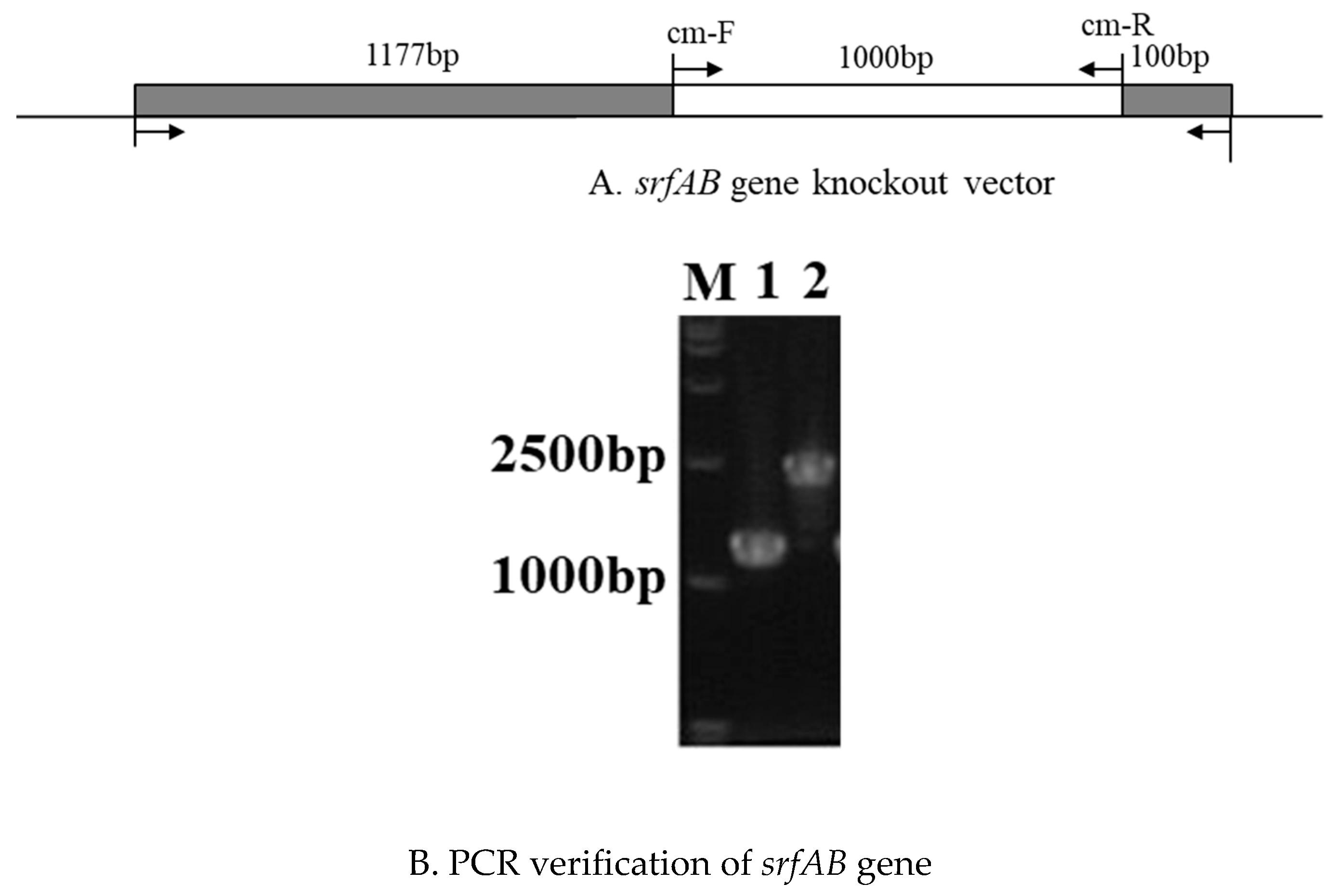 Agronomy 14 02204 g0a1