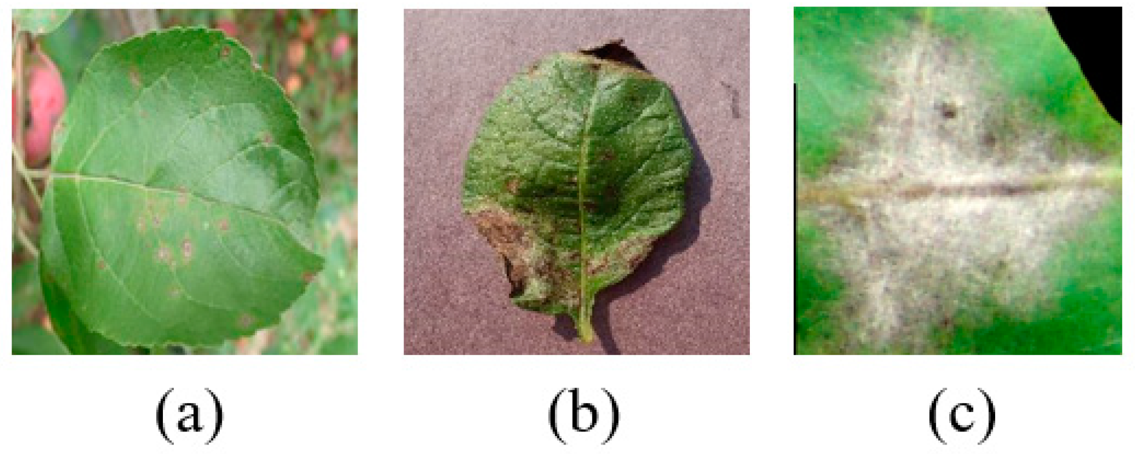 Agronomy 14 02208 g003