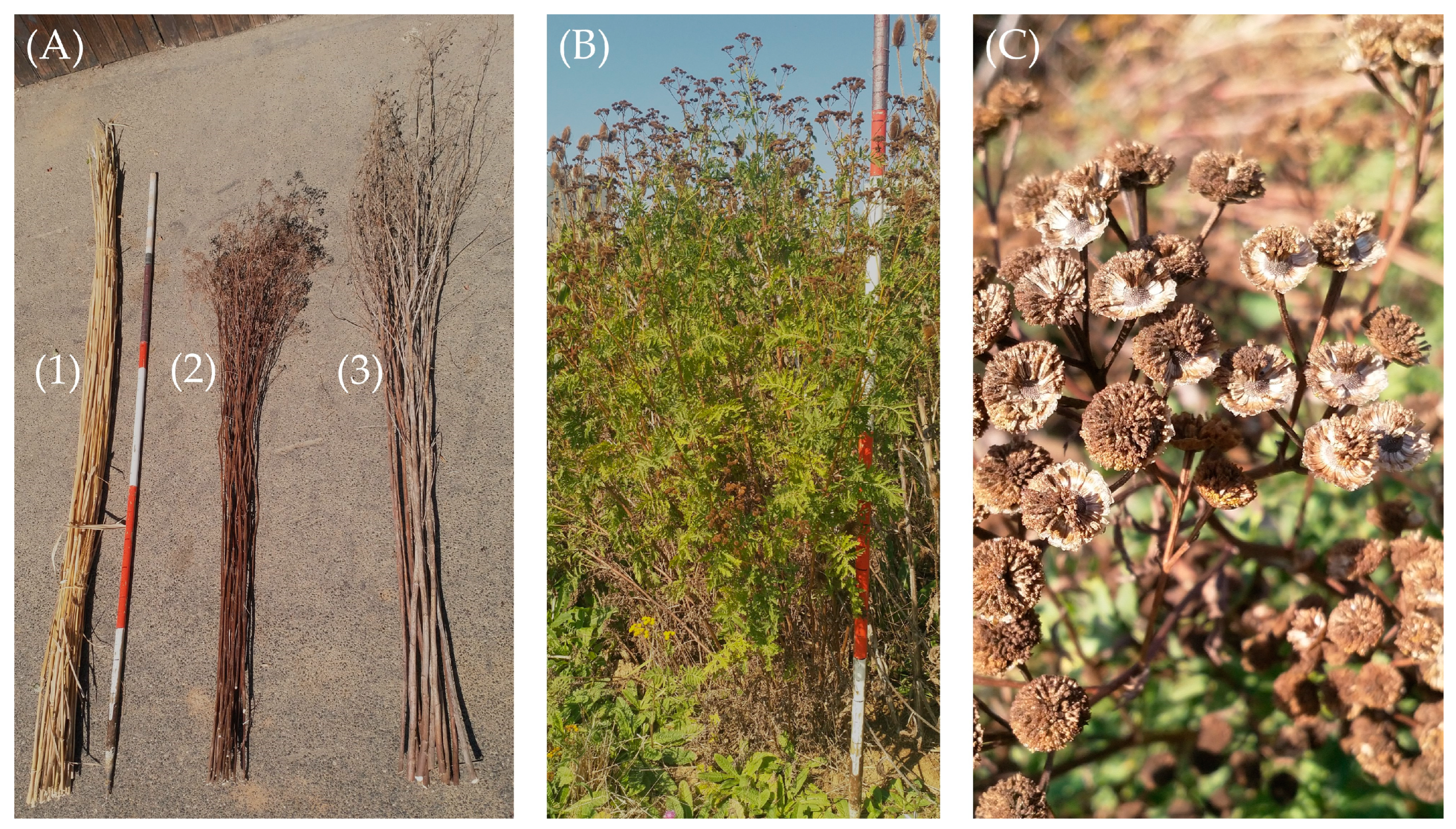 Agronomy 14 02213 g004