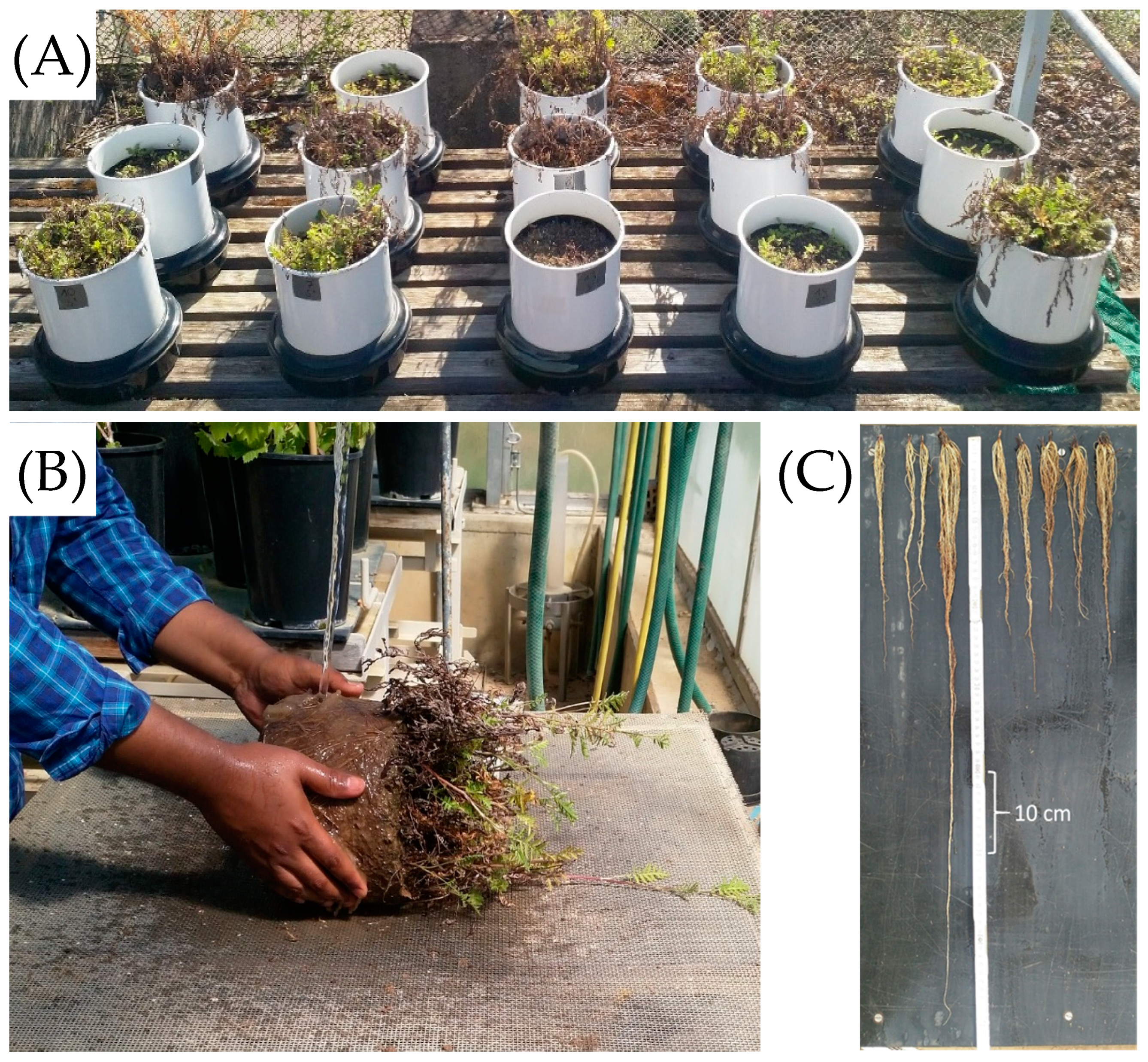 Agronomy 14 02213 g005