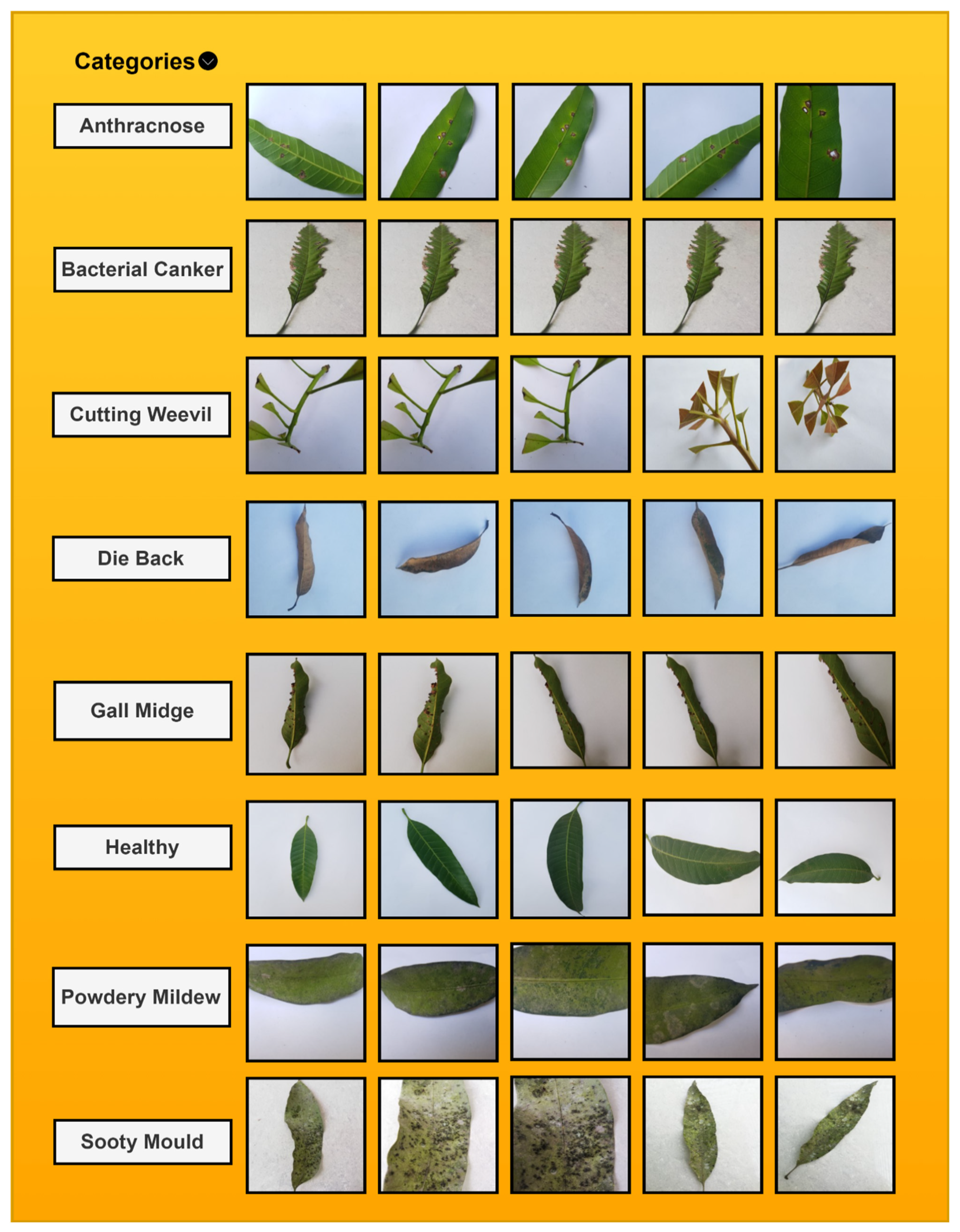 Agronomy 14 02230 g005