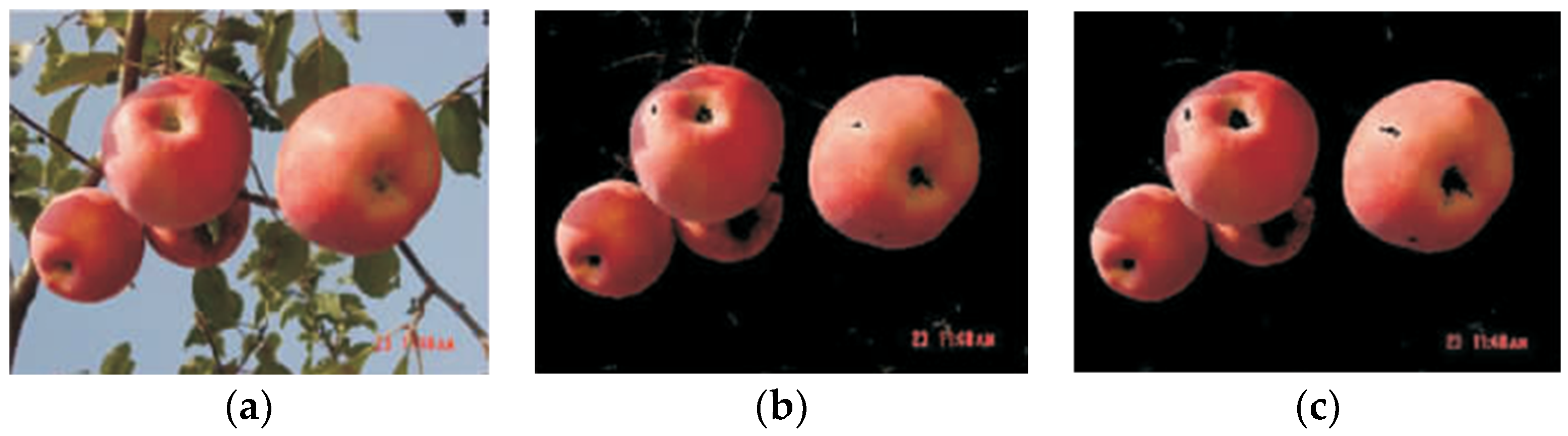 Agronomy 14 02233 g002