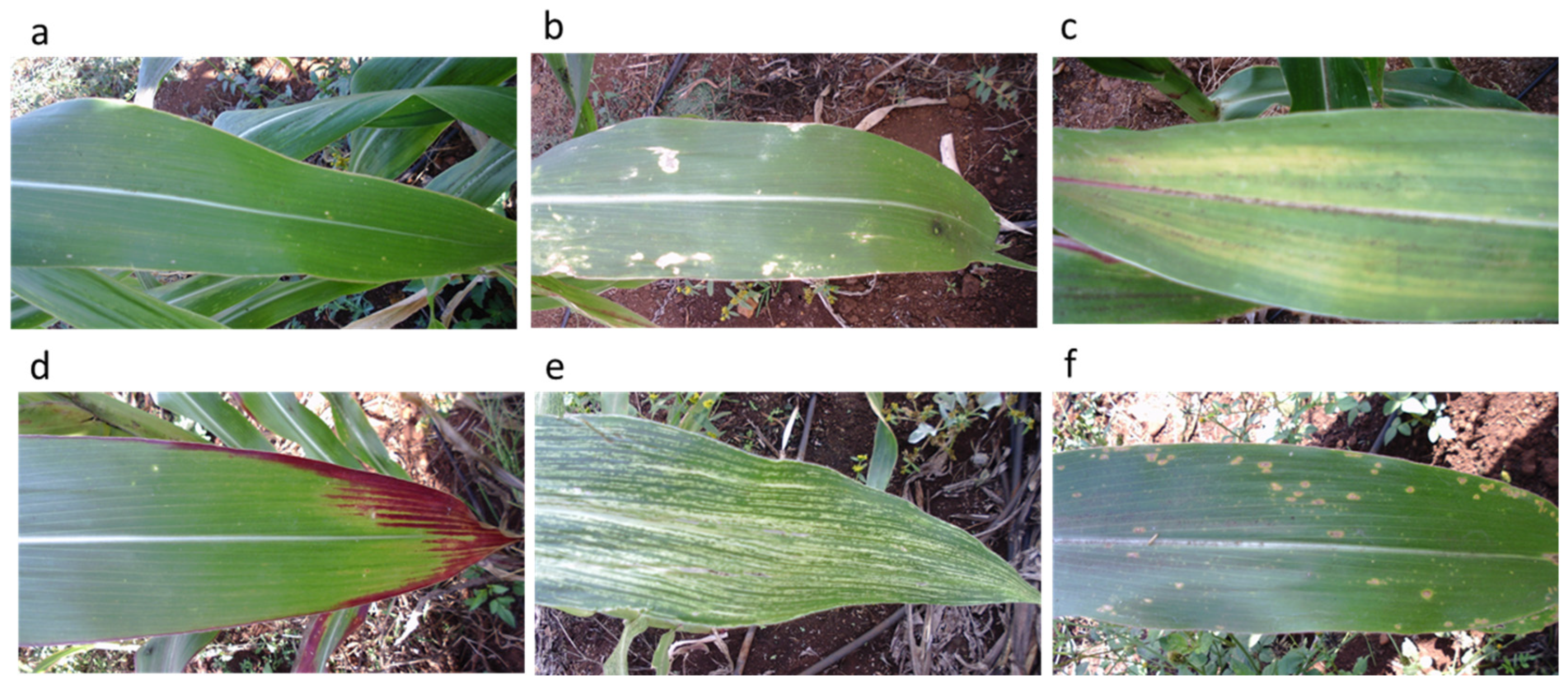 Agronomy 14 02237 g003
