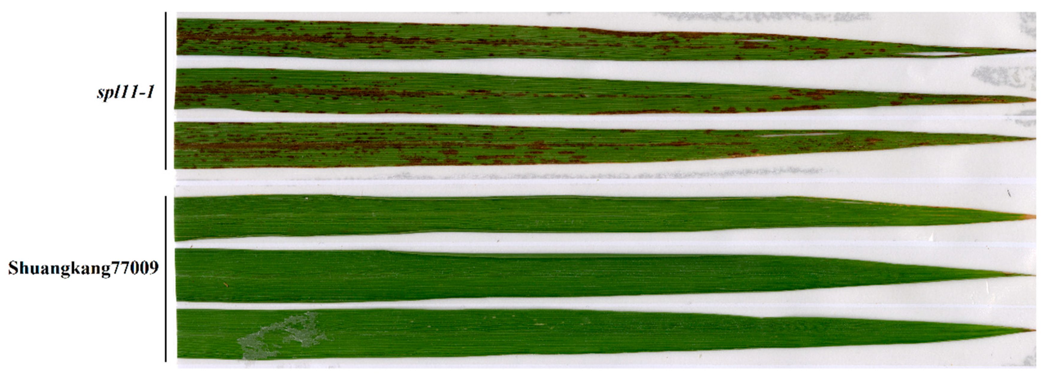 A Novel SPOTTED LEAF1-1 (SPL11-1) Gene Confers Resistance to