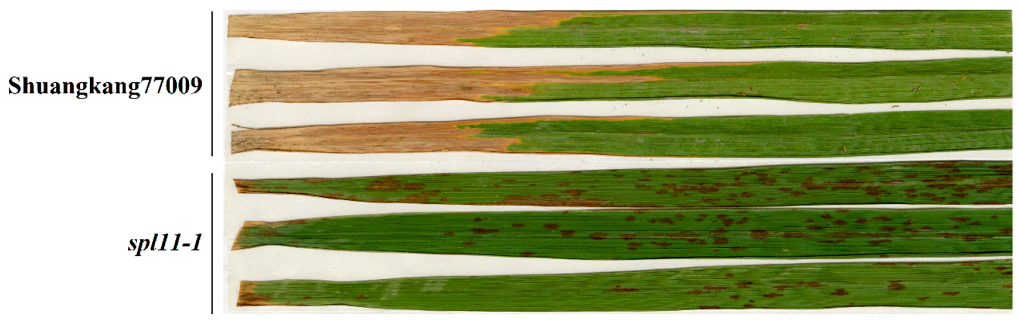 Agronomy 14 02240 g003