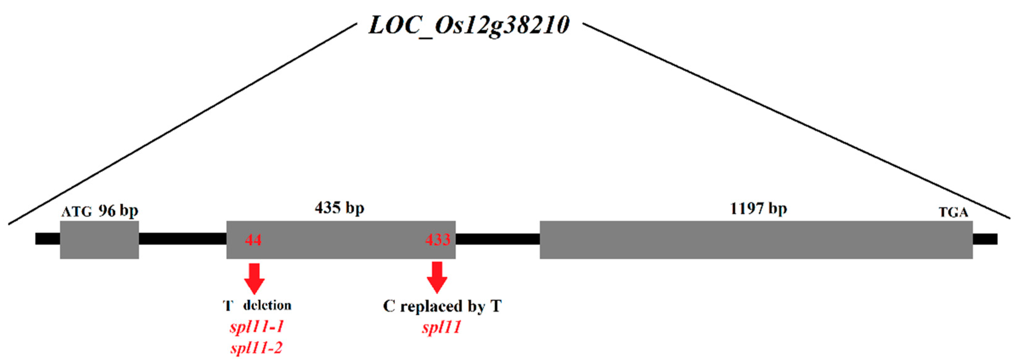 Agronomy 14 02240 g005