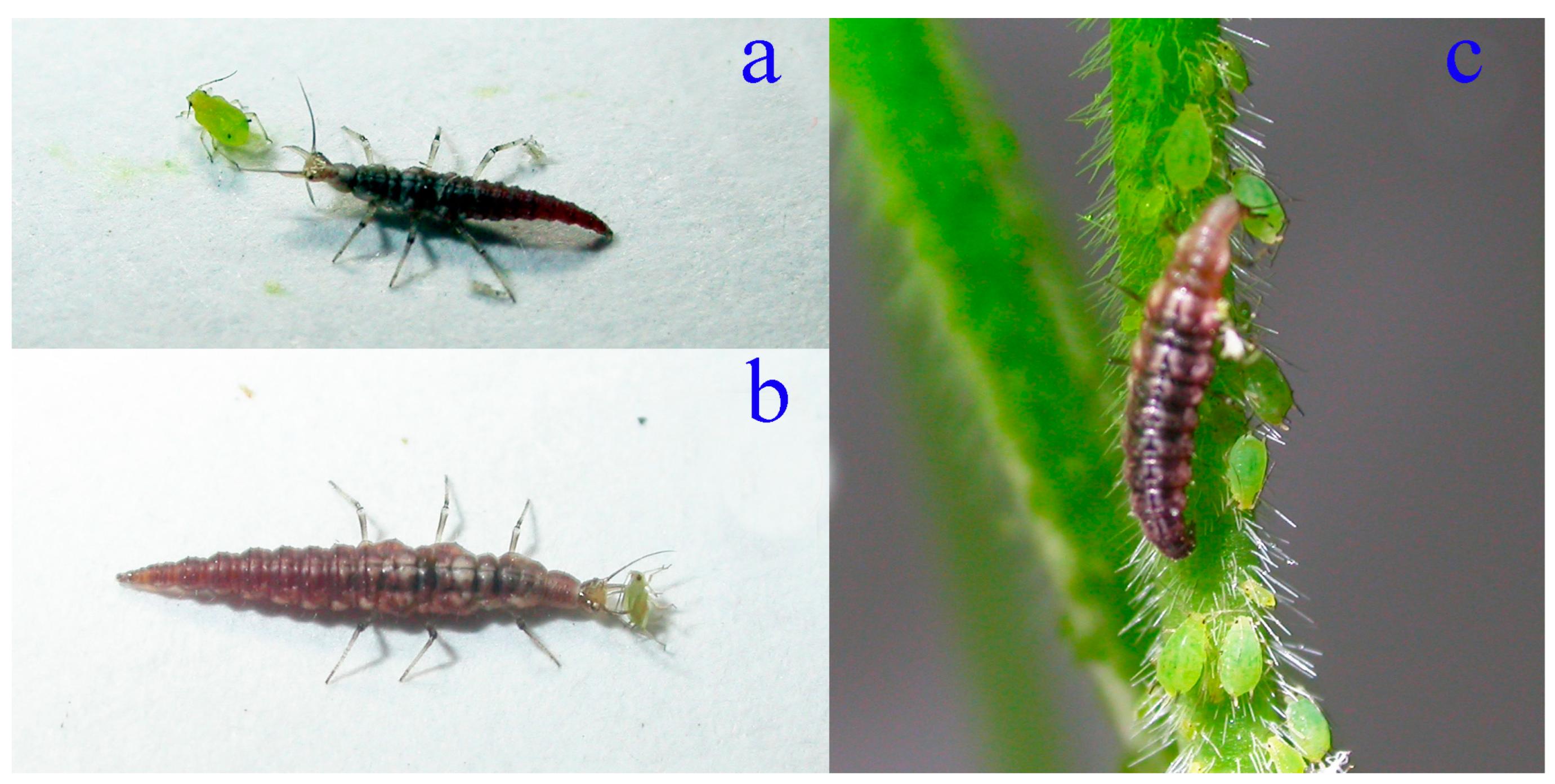 Agronomy 14 02242 g001