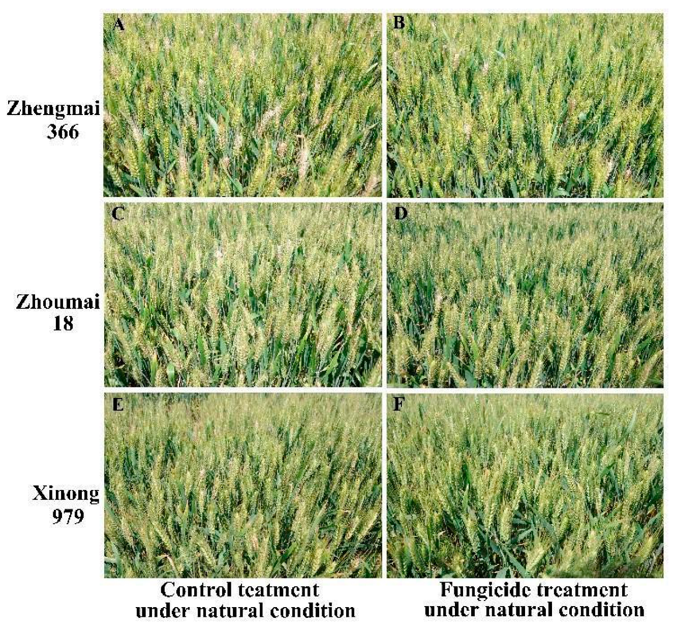 Agronomy 14 02266 g002