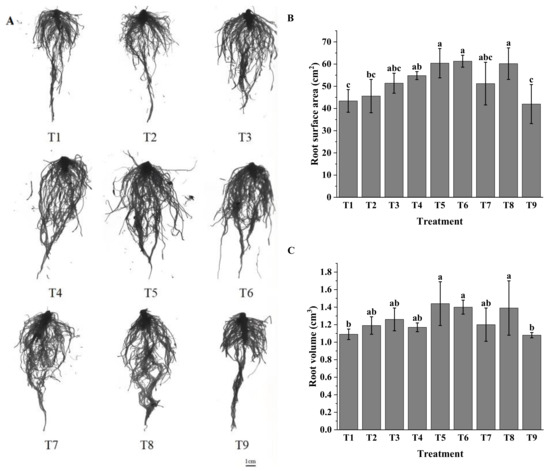 Responses of Growth, Enzyme Activity, and Flower Bud