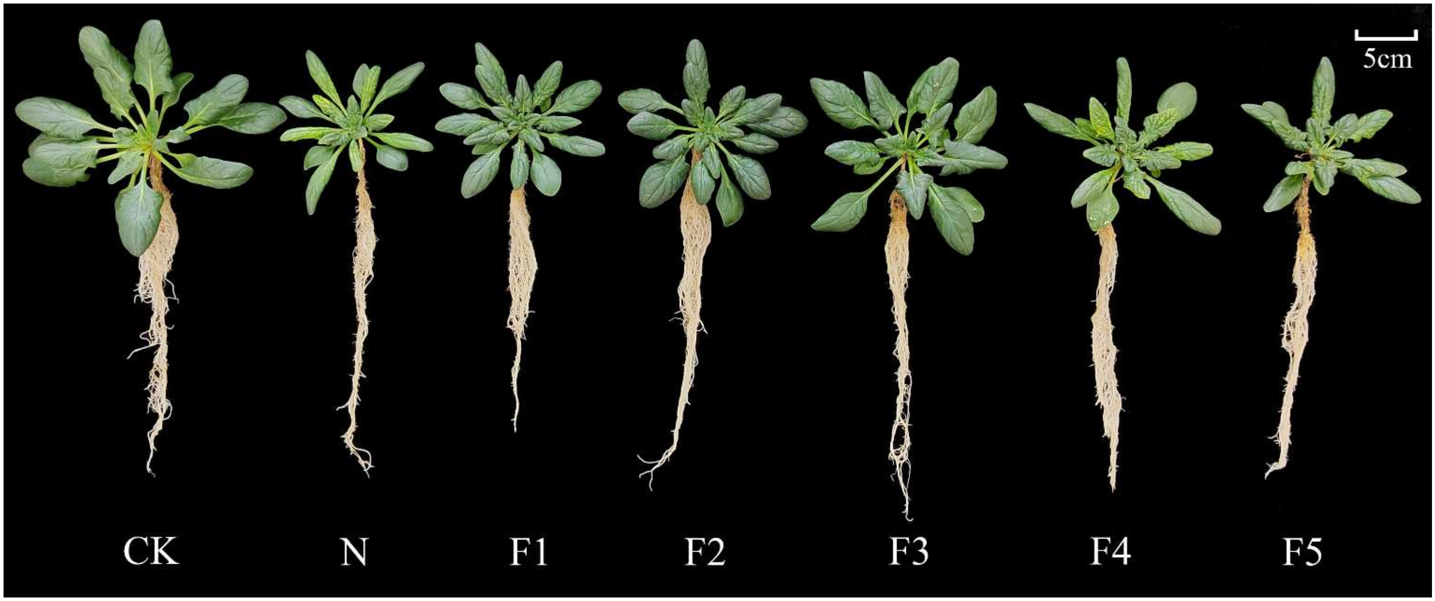 Agronomy 14 02280 g001 Agronomy 14 02280 g001