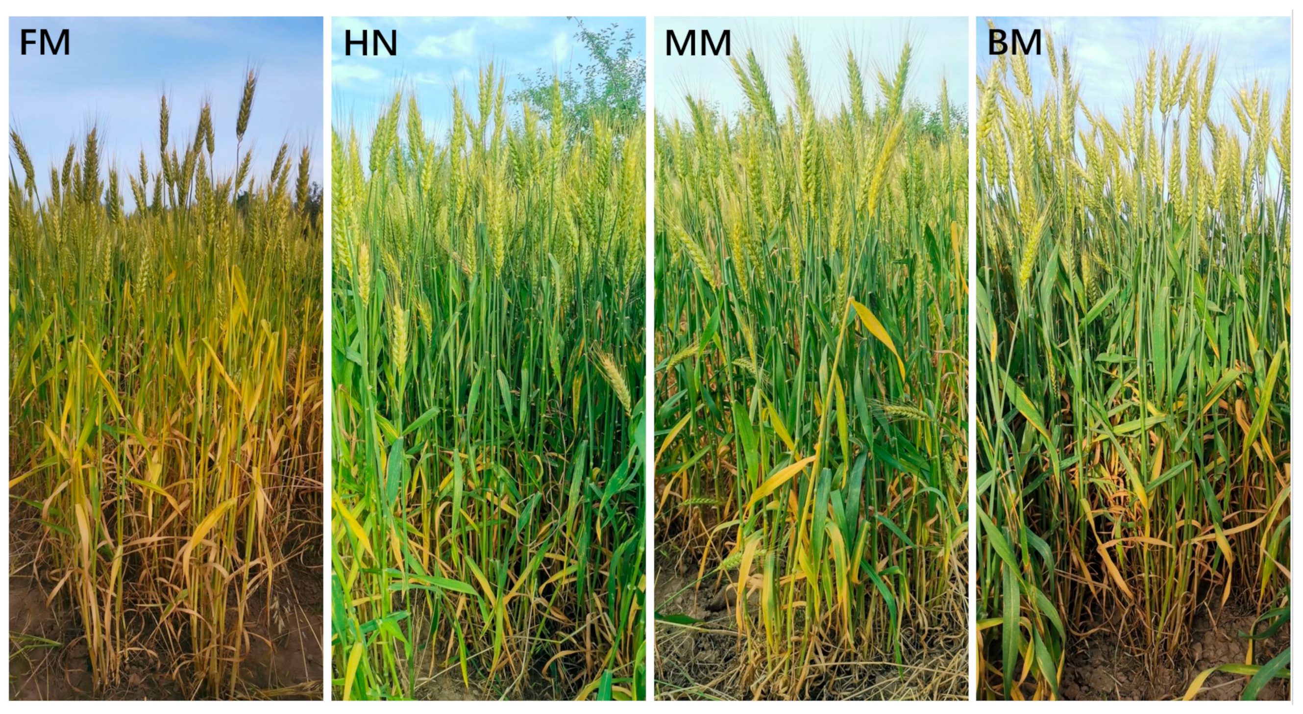 Agronomy 14 02286 g0a3