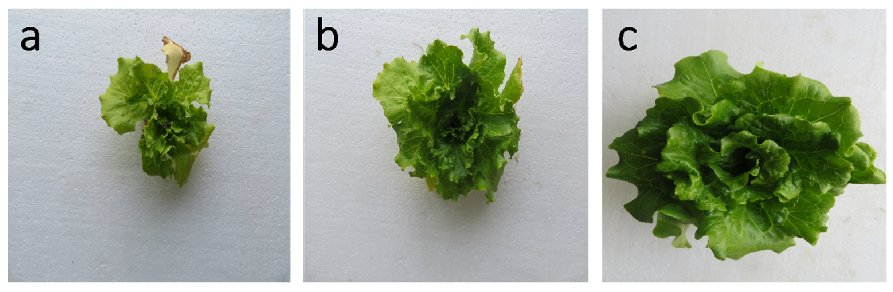 Agronomy 14 02290 g002