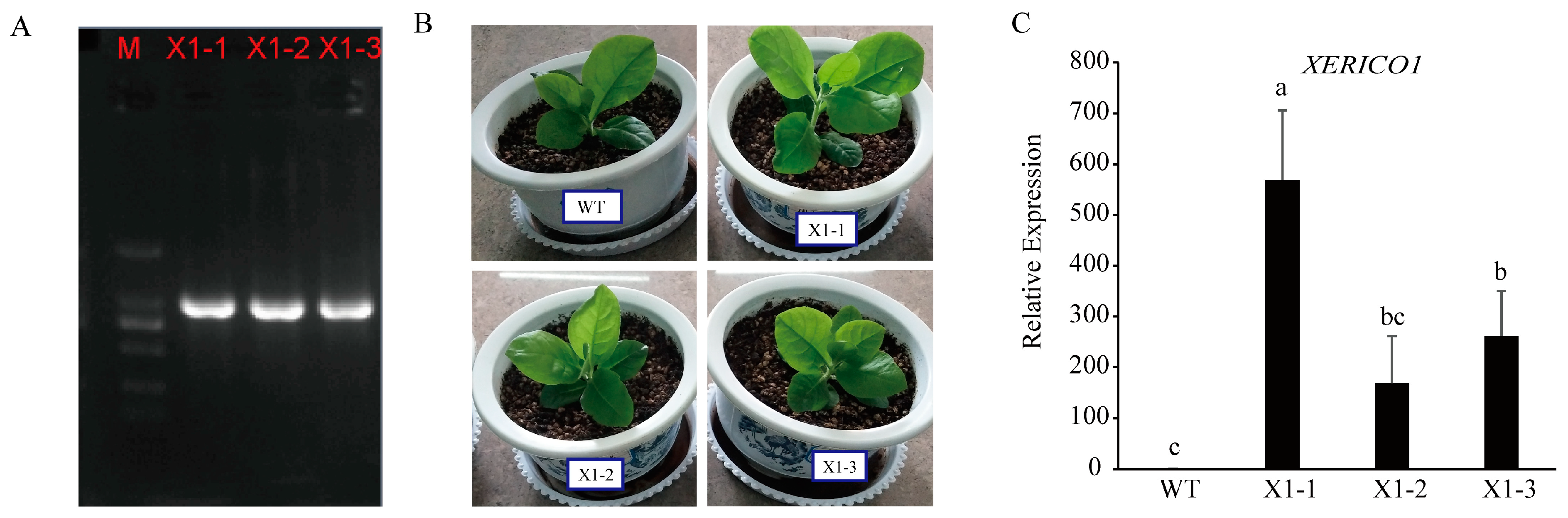 Agronomy 14 02305 g008