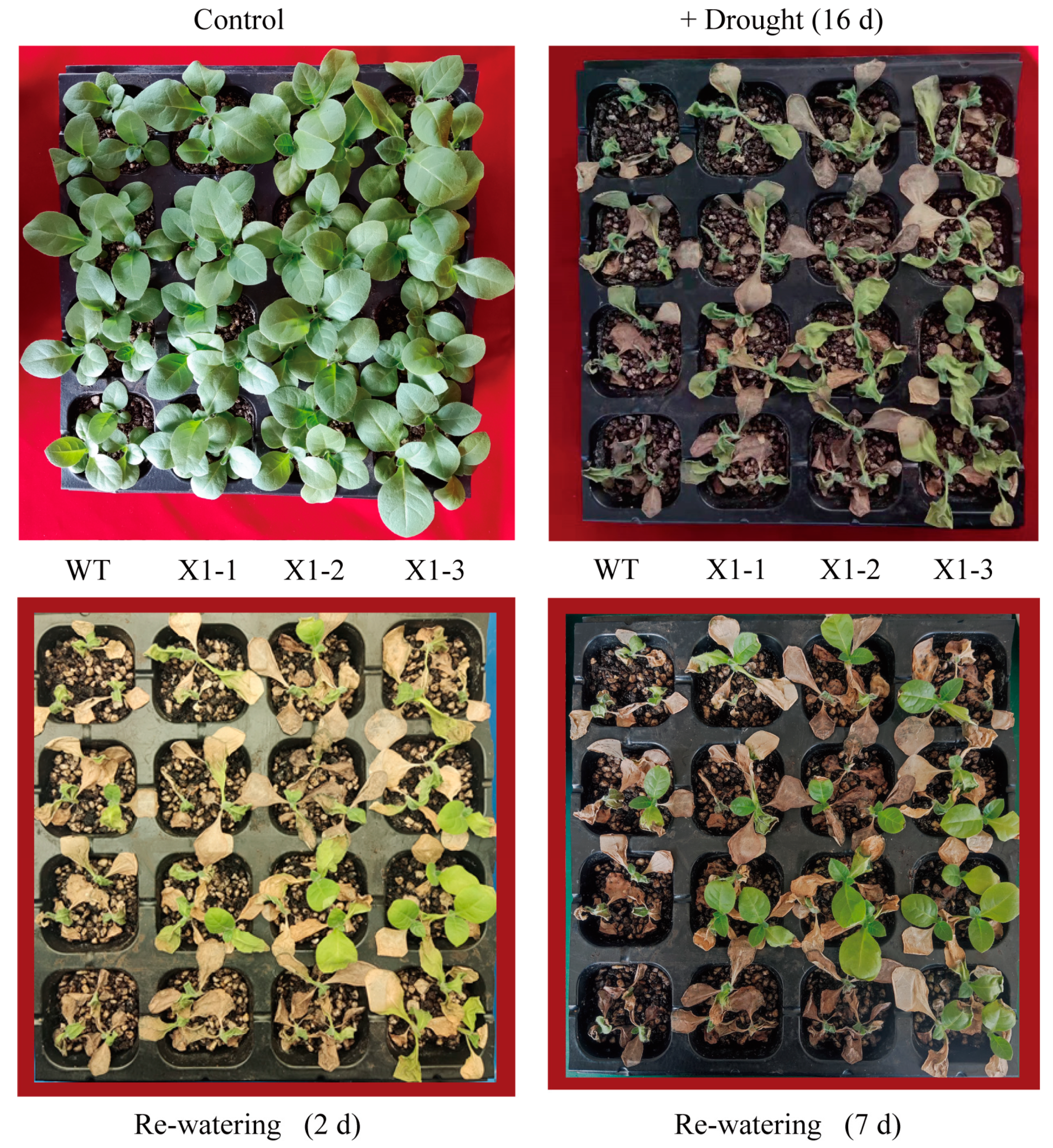 Agronomy 14 02305 g009