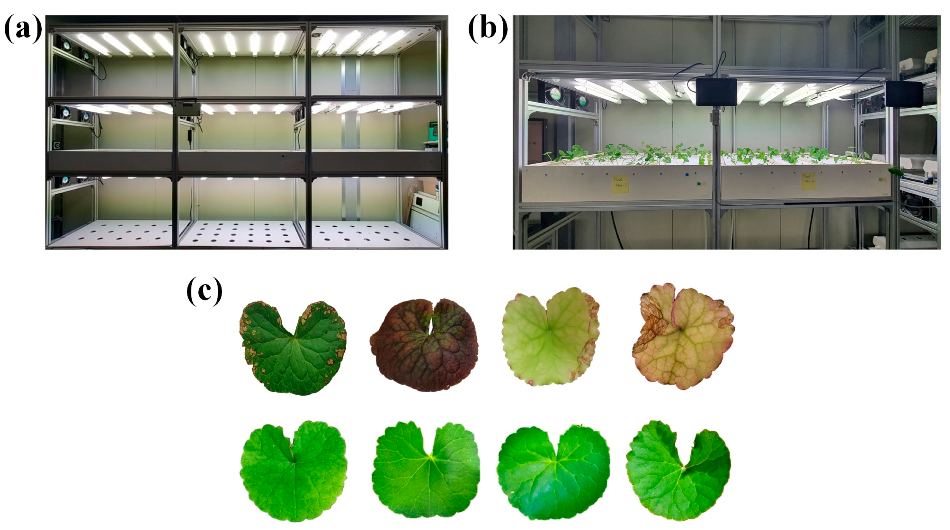 Agronomy 14 02313 g001